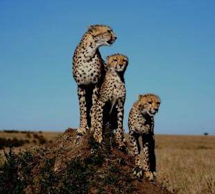 Gepardin sawadi mit ihren Jungen
