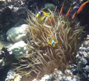 Schnorcheln Hausriff Beach Albatros Palace Resort Hurghada