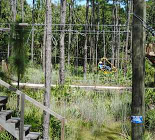 Cypress Canopy Cycle