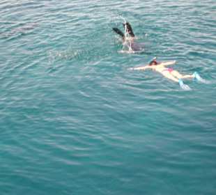 Eh, delfin warte doch mal !