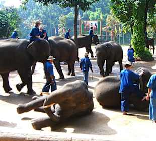 Elefanti dopo il bagno