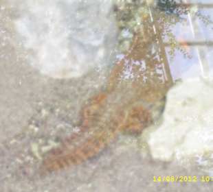 Palmiarnia w Poznaniu.