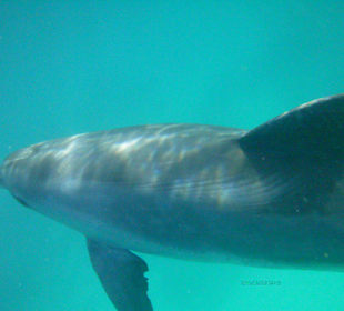 Beim Schnorchelausflug gesehen