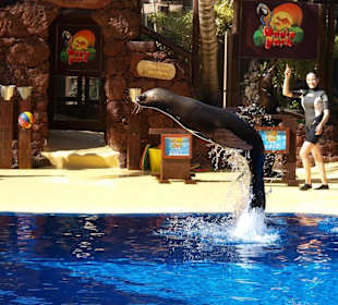 Oasis Park Show z fokami