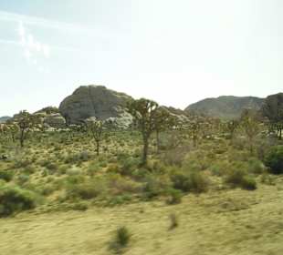 Joshua Tree National Park