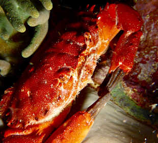 Schnorcheln Raja Ampat