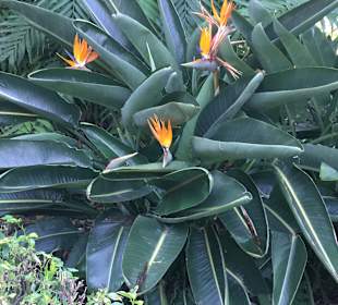 Botanischer Garten Puerto de la Cruz