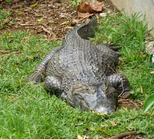 Vanille Crocodile Park