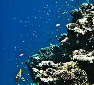 Korallen mit Fischen