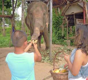 Baan Chang Thai Elefanten Camp