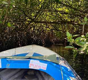 Bentota Fluss- und Mangroven Tour