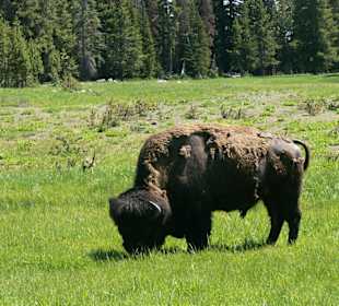 Bueffel im Yellowstone