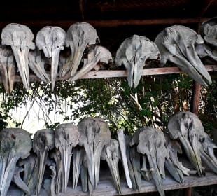 Mnarani Marine Schildkröten Conservation