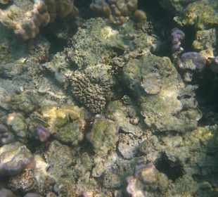 Alles Tod auf Koh Surin