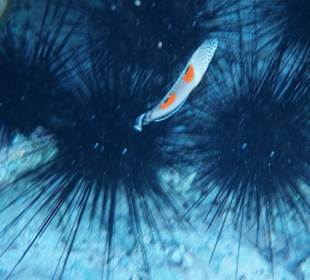 Seeigel, Clown-lippfisch