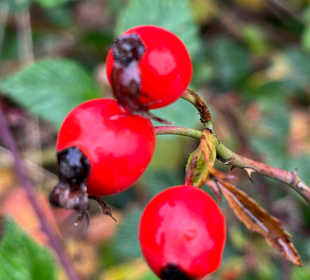 Wandern Bad Tatzmannsdorf