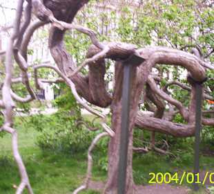Zajímavý strom