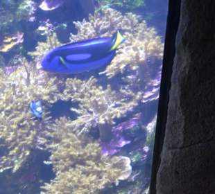  Lego X-Treme - Legoland Atlantis by SEA LIFE