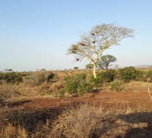 Landschaft im Kruger
