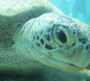 Wunderschöne Meeresschildkröte