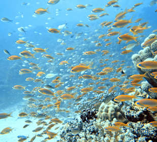 Schnorcheln Makadi Bay