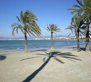 Palmenstrand von El Arenal im Januar