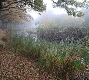 Herbstnebel im Bremer Bürgerpark