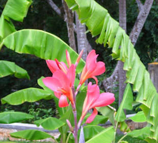 Garten bei der Cenote