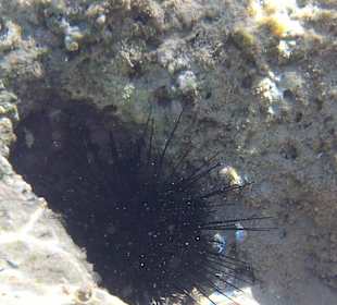 Seeigel am Hotelriff Hotel PrimaSol Titanic Resort & Aquapar