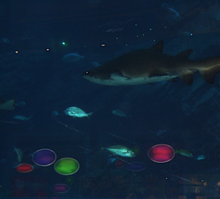 Aquarium in der Dubai Mall