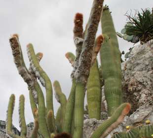 Jardin dÉxotique - Monaco