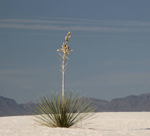 White Sands National Monument