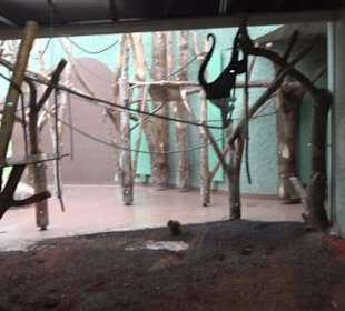 Tierpark Hellabrunn - Welt der Affen