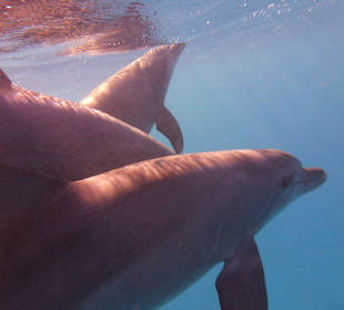 Live dabei... Schnorcheln mit Delfinen.