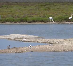 Im Parc natural de s’Albufera de Mallorca