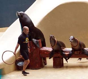 Seelöwen im Loropark