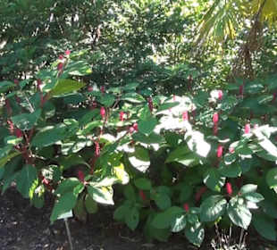 Botanischer Garten