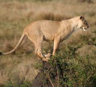 Löwen auf Beobachtung