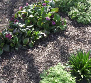 Rosengarten Zweibrücken