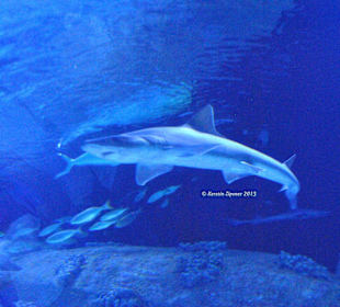 Aquarium-Tunnelgang 131m lang