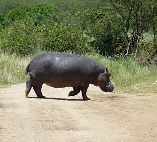 Nilpferd am Mara River