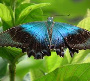 Begeisternde Farben