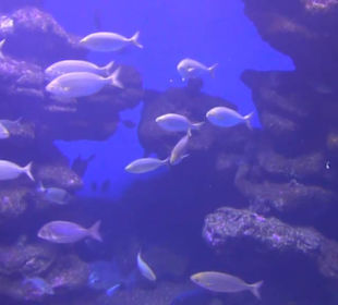 Palma Aquarium