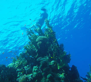 Das Traumhafte Riff 