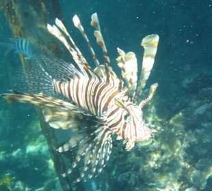 Schnorcheln Hausriff Tulip Resort Marsa Alam 