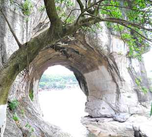 Fragment trąby słonia