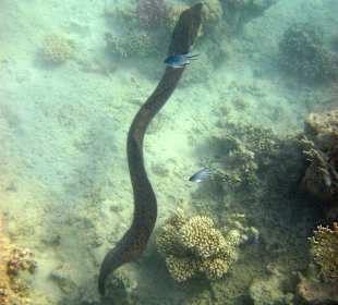 Muräne am Hausriff