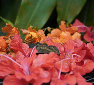 Butterfly Park Kuala Lumpur