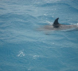 Schnorchelausflug "Inselträume", Delphine