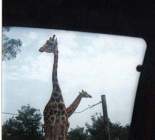 Giraffen